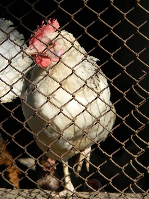 认定为直接 认定为直接